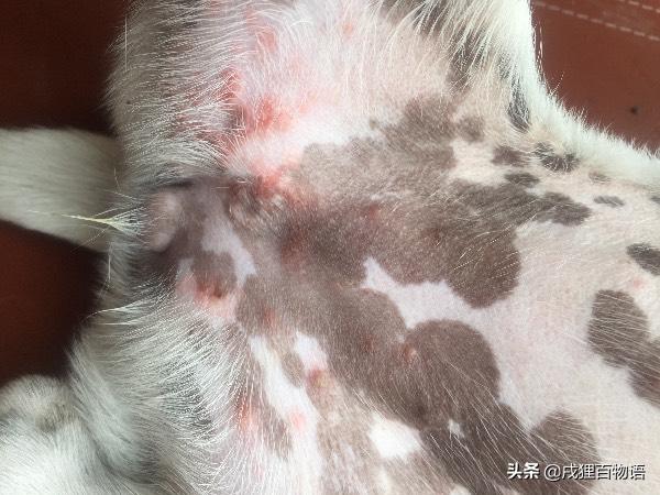 宠物皮肤病有哪些鉴别方法,宠物皮肤病怎么测试是哪种