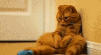 正确解决猫咪便秘的方法,猫咪便秘的症状和治疗方法