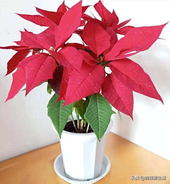 哪20种花有毒,十种花有毒不宜在家养