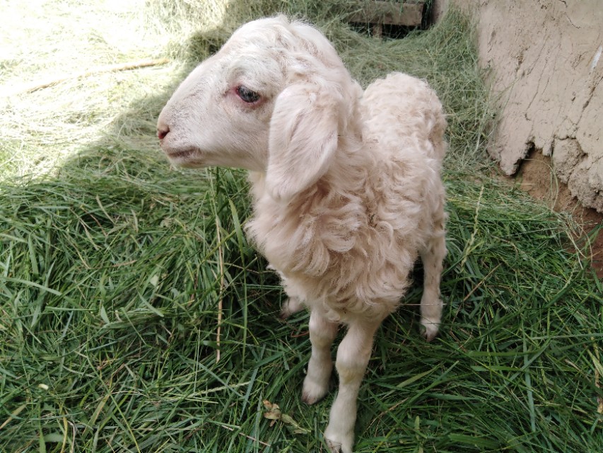 初生羔羊不排粪怎么办,初生母羊不给小羊吃奶怎么办