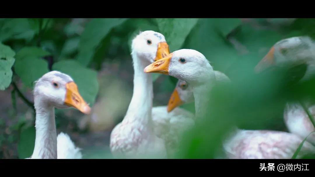 哦买噶！内江人的朋友圈这两天拿跟拉们刷屏了——