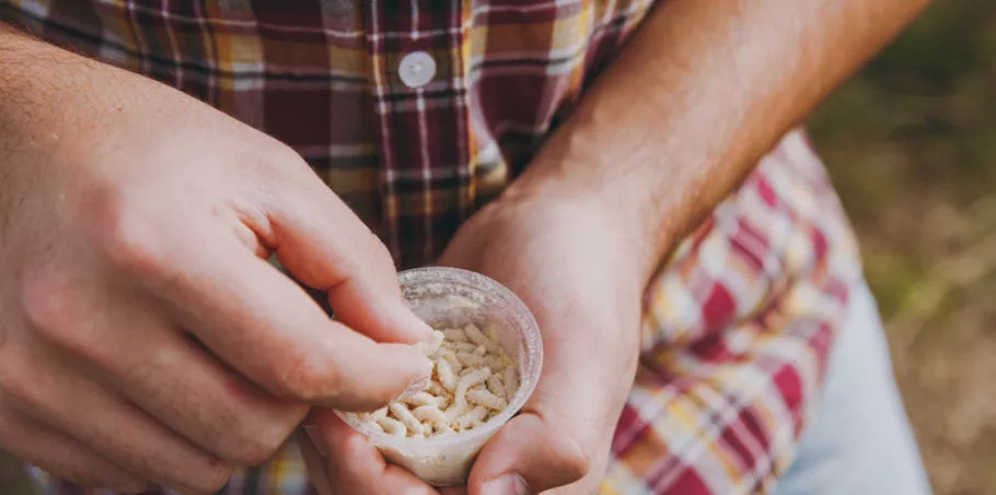 昆虫蛋白走红，重口蛆虫备受风投青睐