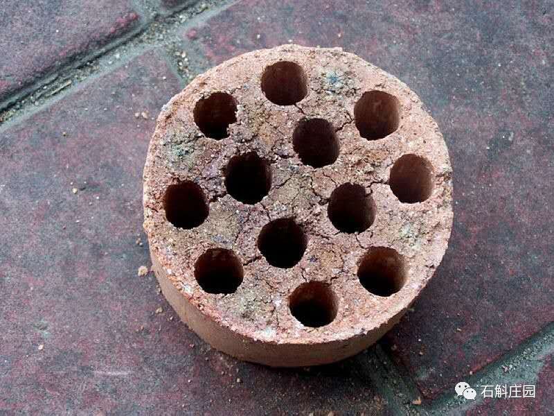 种植石斛兰的正确方法,石斛兰如何种植长得好看