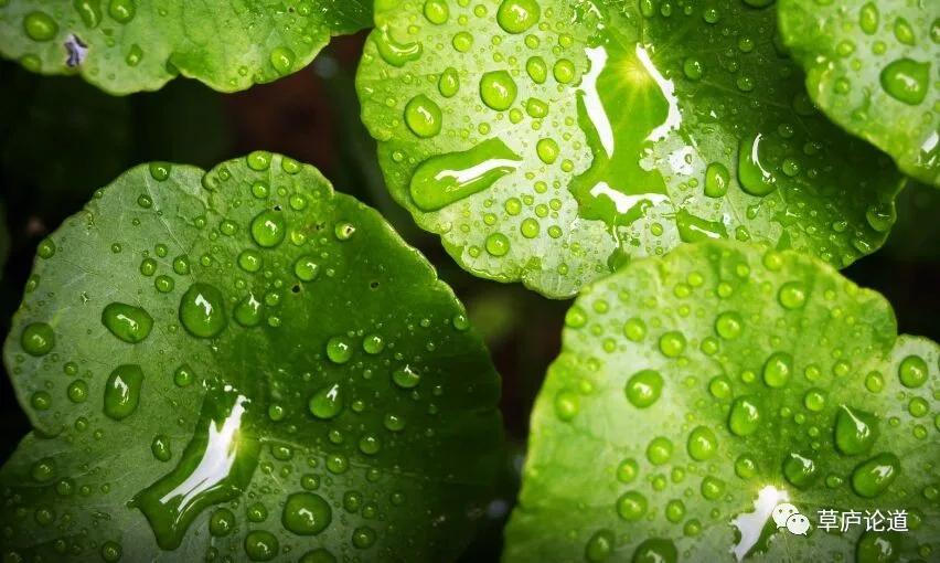 草庐诗词,草庐诗词100首