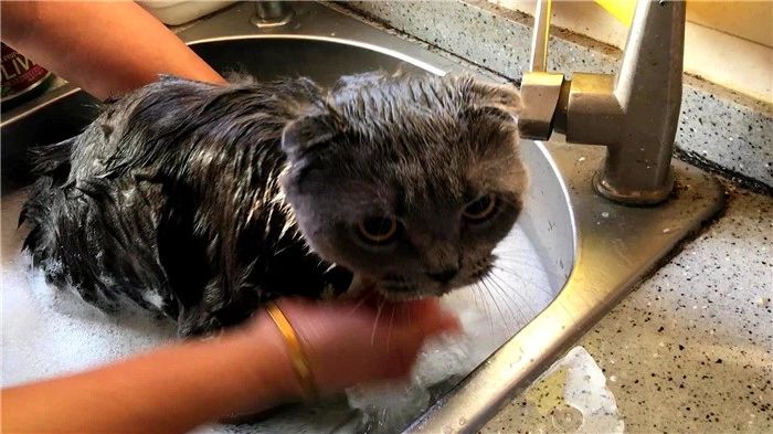 猫咪洗澡容易应激要不要洗澡,猫咪洗澡的时候跟铲屎官说明什么