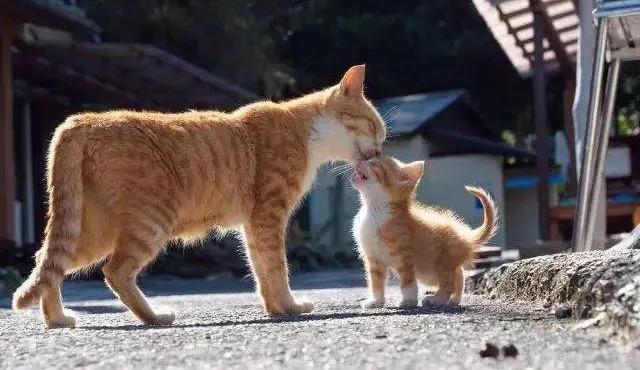 发现一只流浪猫有猫癣怎么帮助它,遇到流浪猫怎么配合