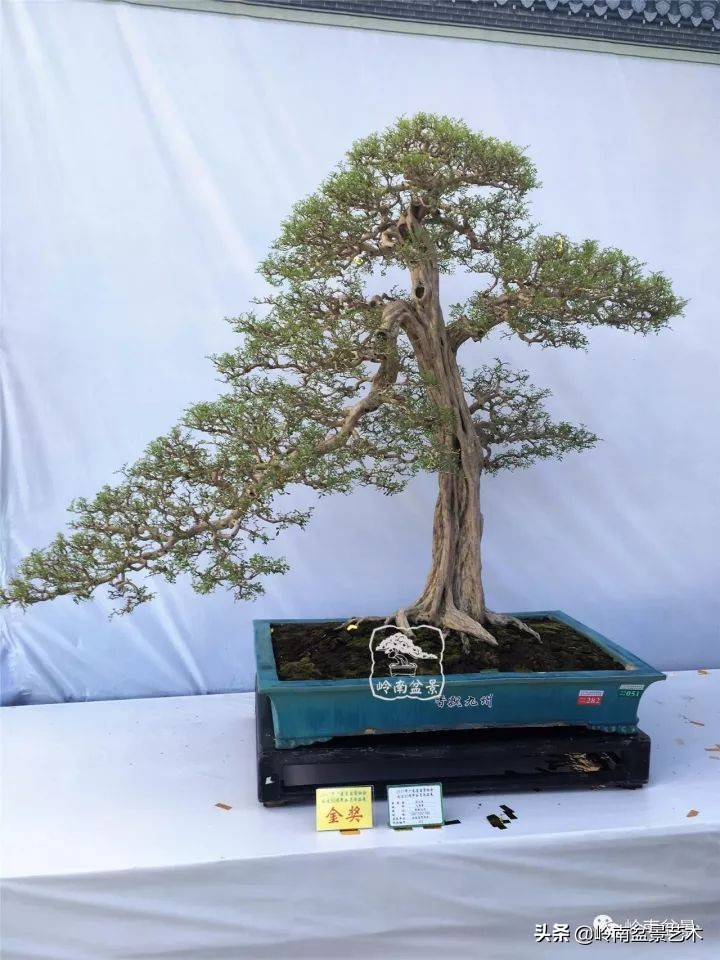 骞哥涔呬箙鐢滅敎铚滆湝,骞哥涔呬箙