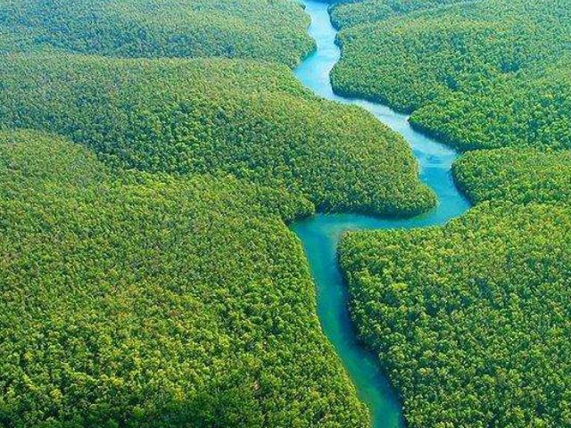 亚马逊雨林是世界上最大的雨林,亚马逊热带雨林最大的生物