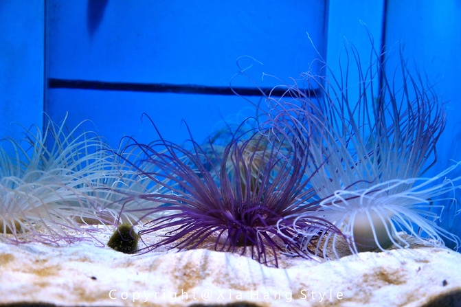 横店梦幻谷水世界有奥特曼,横店梦幻谷水世界摩天轮