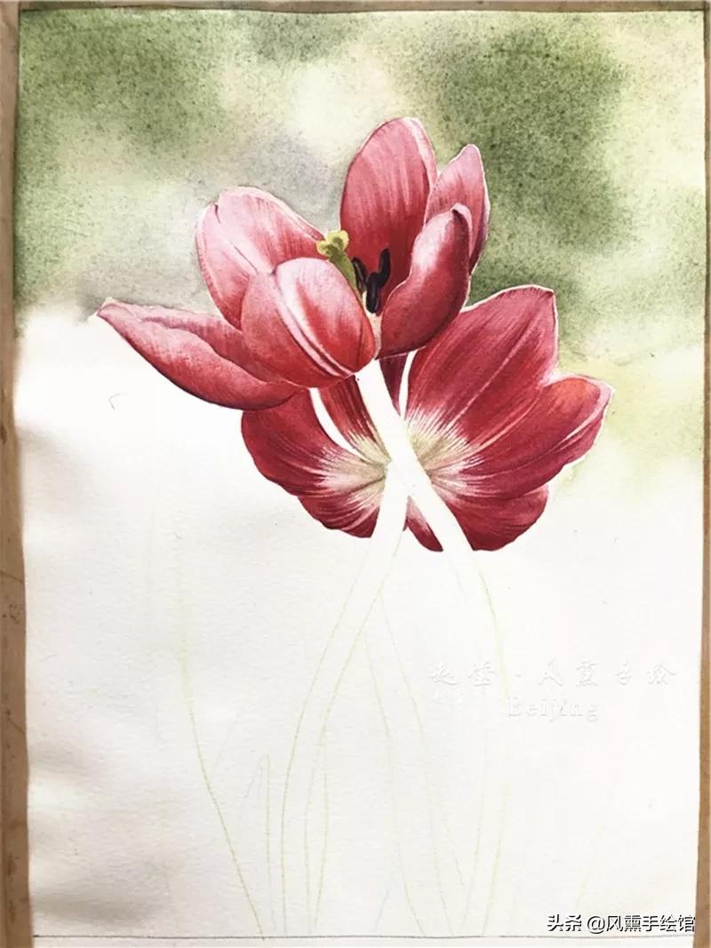 怎么用水彩笔画郁金香教程,粉色水彩郁金香怎么画图片