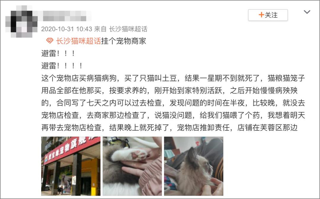 田园猫得了猫瘟，医生劝“别治了，治病的钱够买一只品种猫了…”