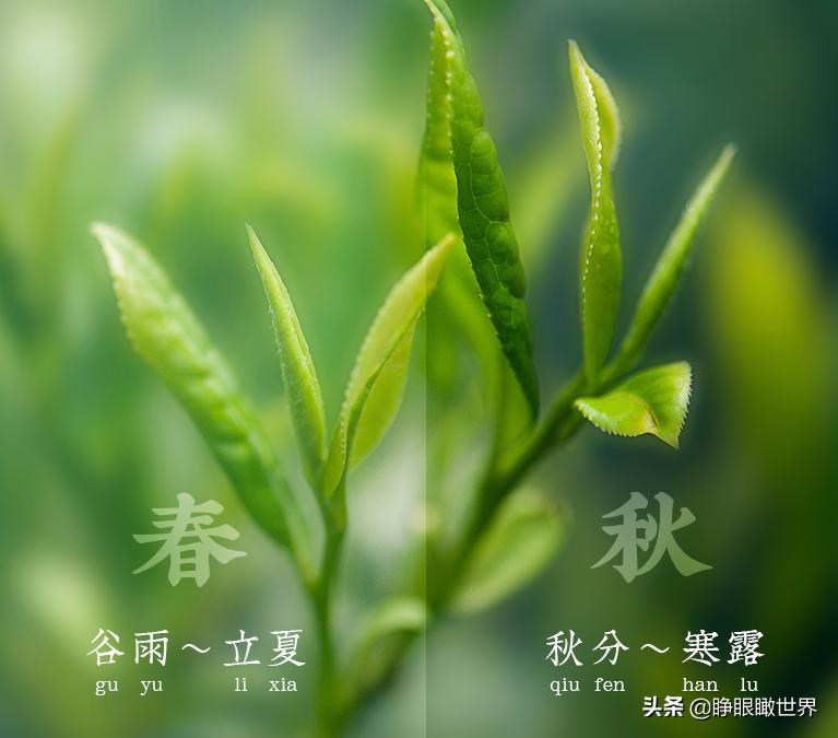福建十大名茶排行榜,福建名茶排行榜前十名