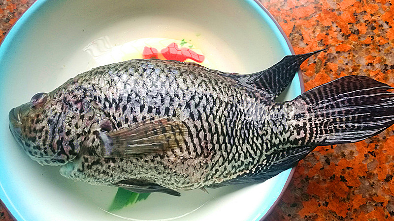 正宗广东清蒸石斑鱼的做法视频,粤菜清蒸石斑鱼家常菜