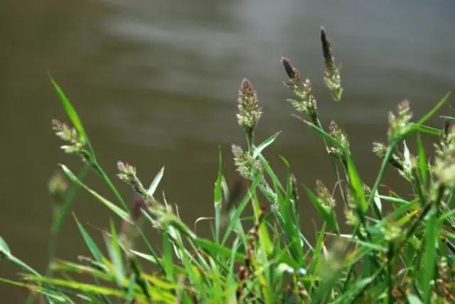 农村常见野花野草,这些野菜农村随处见