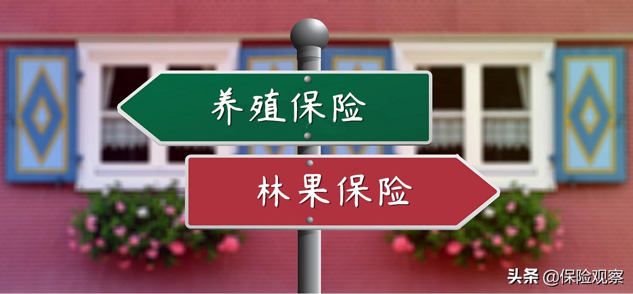 关于“树”能不能买保险的探究之旅