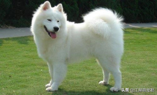 养了狗后我的苦恼,萨摩有4大缺点