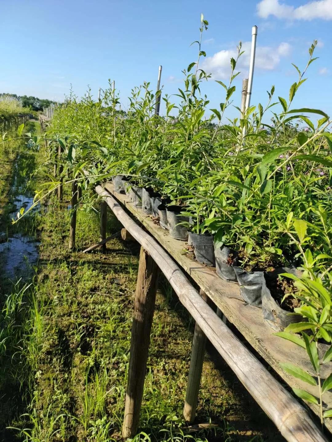 花园庭院设计花卉园艺,花园搭配的草类植物