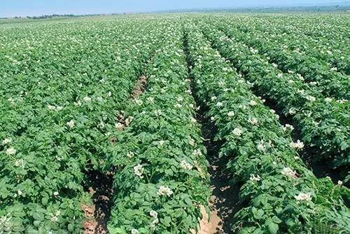 马铃薯枯萎病和青枯病区别,马铃薯枯黄萎病