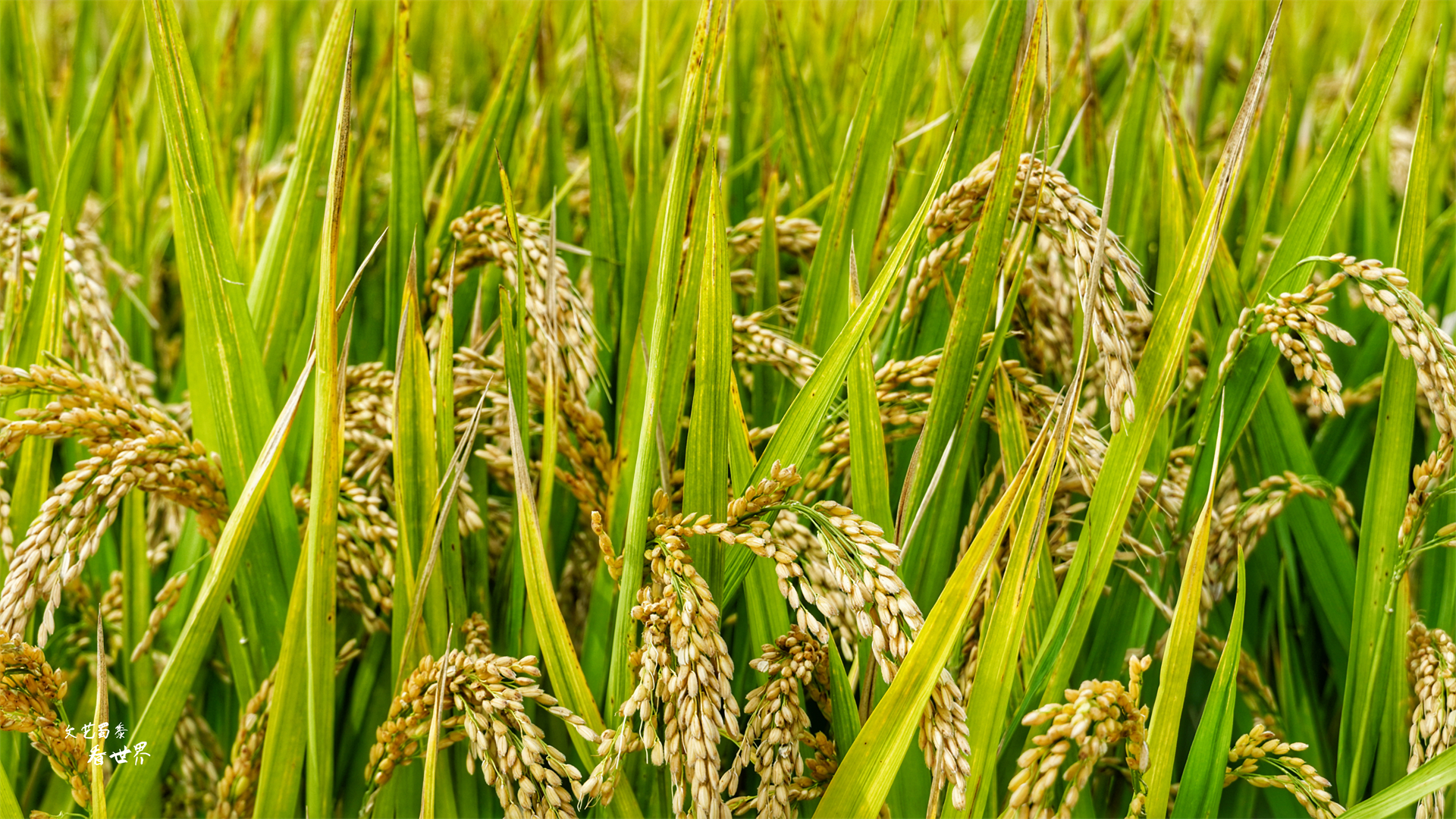 沈阳稻梦空间在哪个位置,沈阳市稻梦空间门票
