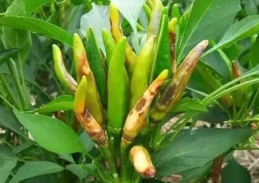 线辣椒的管理与病害的防治,春雷霉素防治辣椒病害倍数