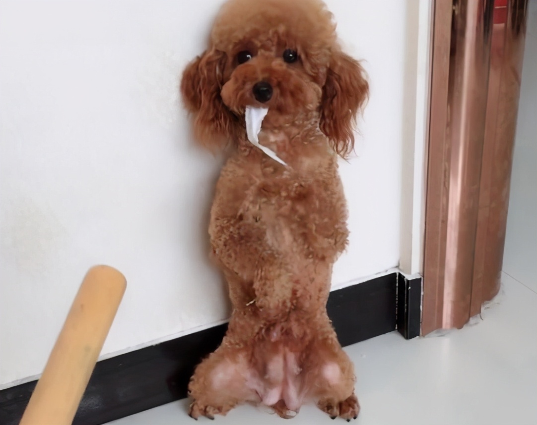 泰迪狗狗咬人怎么惩罚,泰迪大小便怎么惩罚