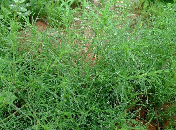 105种野草图片大全,105种野草的图片功效与作用