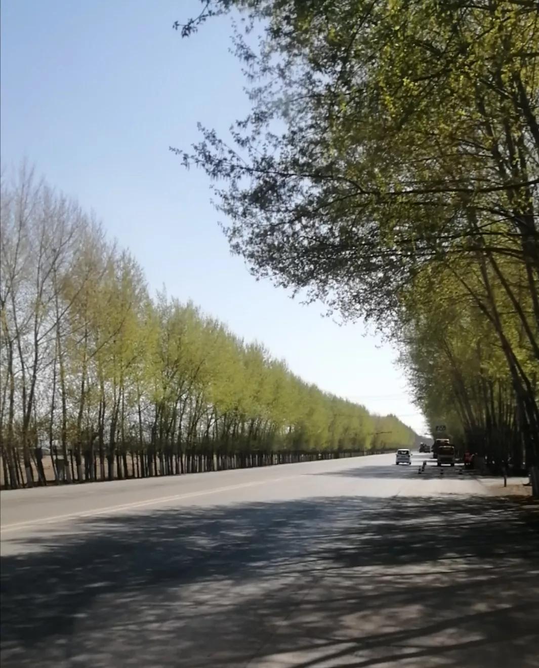 杨树叶能吃吗,杨树叶子能不能吃