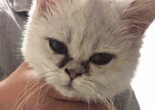 猫眼屎多又黄粘稠还流鼻涕怎么办,猫眼屎多又黄粘稠怎么治疗