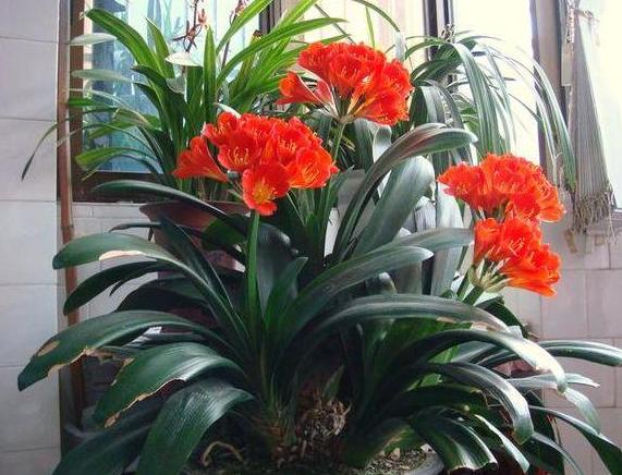 垃圾养花的方法视频,垃圾发酵养花方法