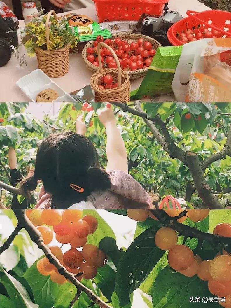 成都摘樱桃的地方不要门票,成都摘樱桃人少的地方