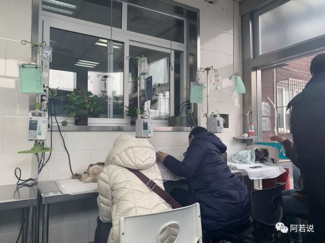 揭秘非法贩猫产业链,揭秘行业秘密