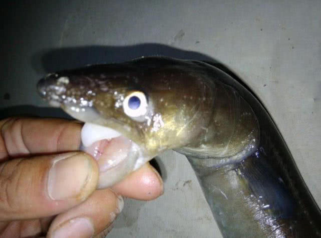 夜钓海鳗用什么饵,夜钓海鳗用沙蚕