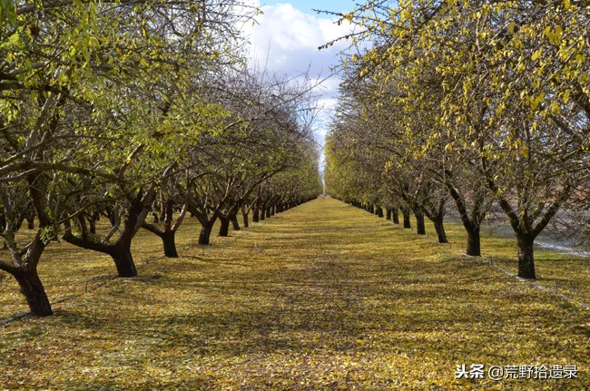 新疆巴旦木历史,巴旦木的前世今生
