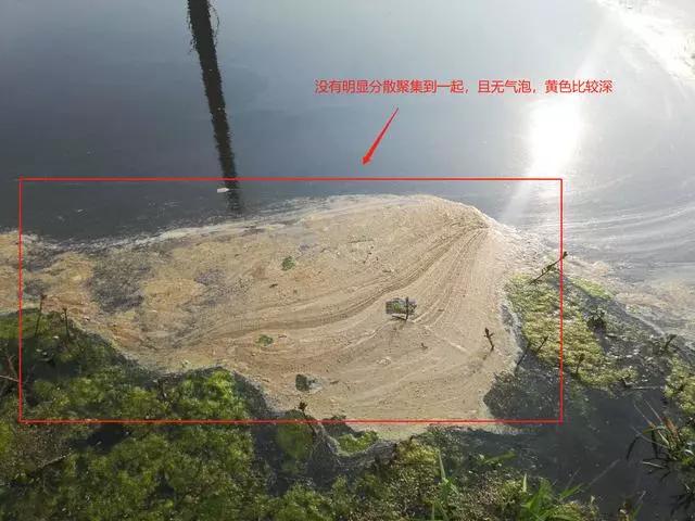 蟹塘泡沫颜色,蟹塘泡沫多怎么处理