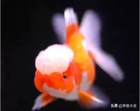 罕见最漂亮的金鱼图片,漂亮的金鱼图片大全