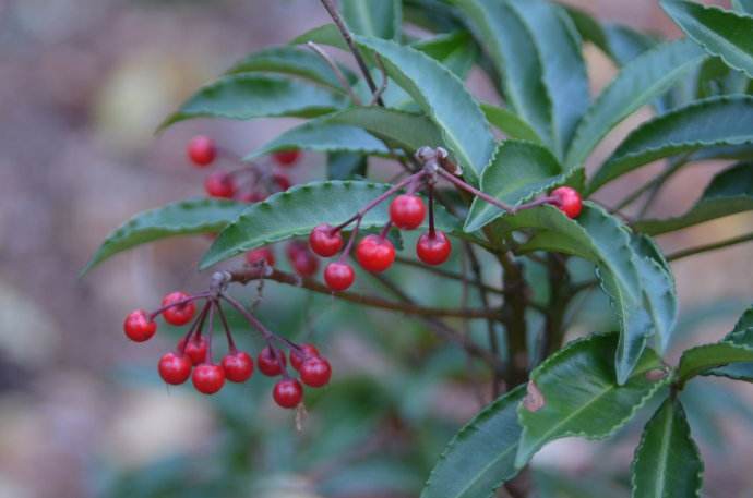 金玉满堂红果树开什么样的花,金玉满堂的红果子能培育小苗吗