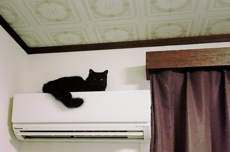 日本博主把动物拟人化,把动物变成动漫人物的画