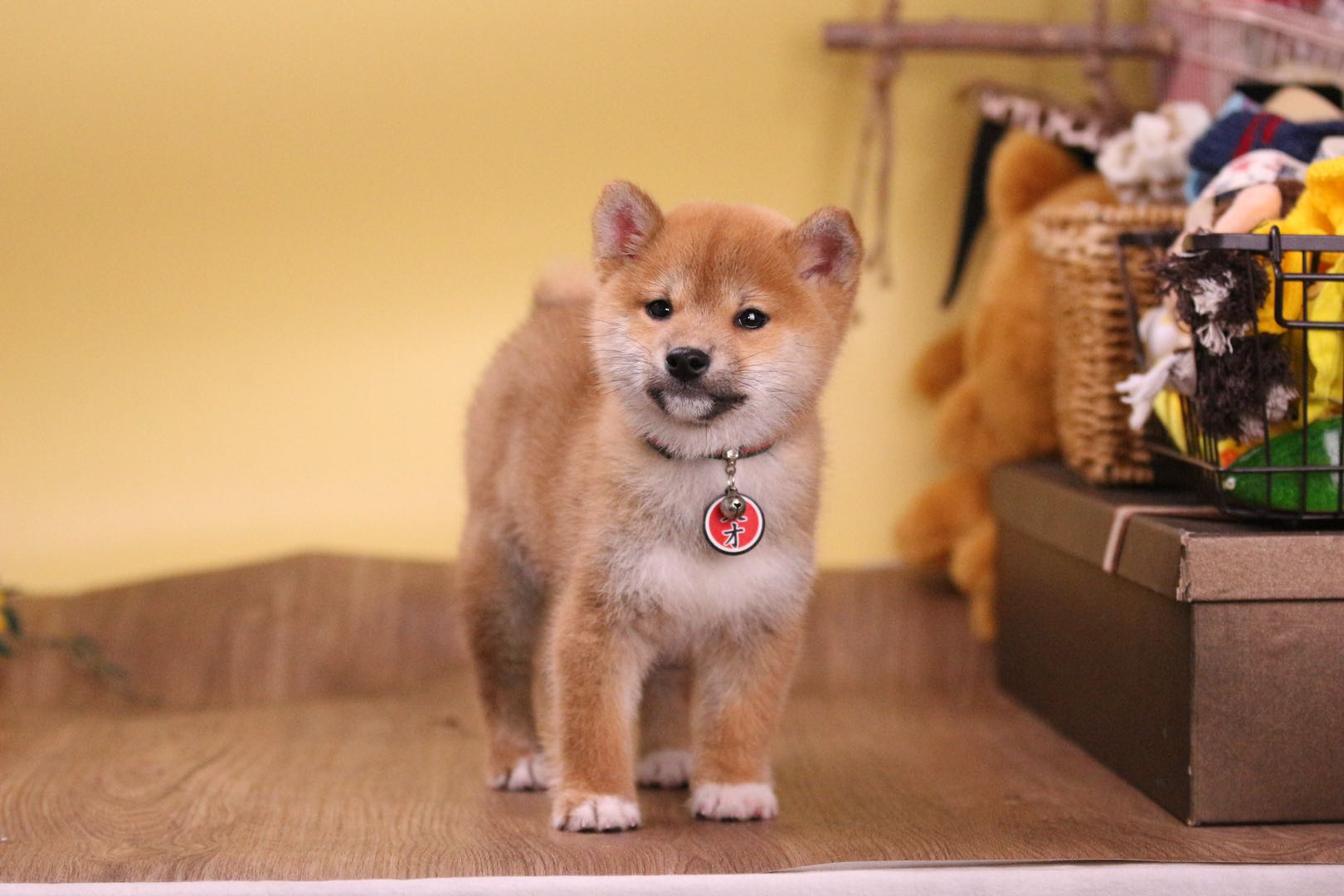 哪里可买到又便宜又正宗的柴犬,柴犬哪里买比较便宜