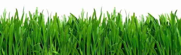 大麦若叶青汁真的能改善便秘嘛,日本大麦若叶青汁通便吗