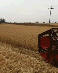 汪师傅安装收入,收割机雷沃谷神和雷沃谷王哪个好