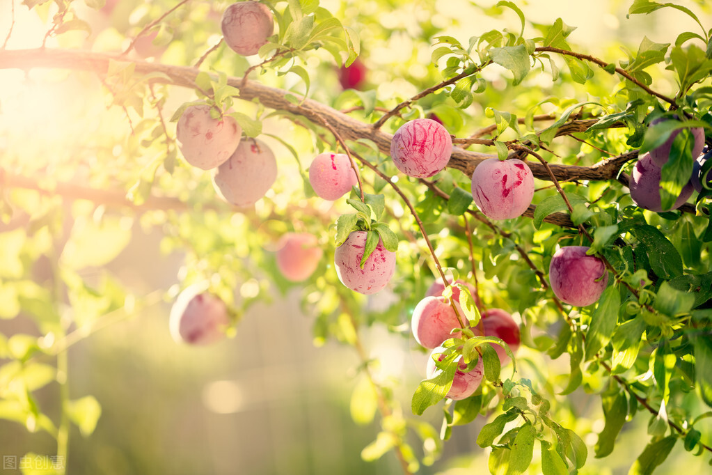 一对一直播如何运营,一对一直播运营挣钱么