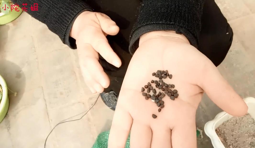 为什么牵牛花四天就会长出芽,牵牛花是在什么时候出芽的