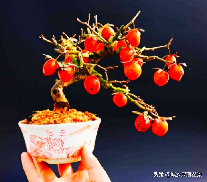 三十多年经验教你制作掌上树桩盆景，形态小巧，造型玲珑别致