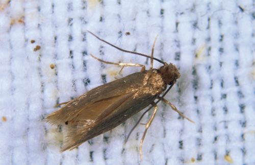 衣柜长了很多黑色小虫子,定制衣柜里面有小虫子什么原因