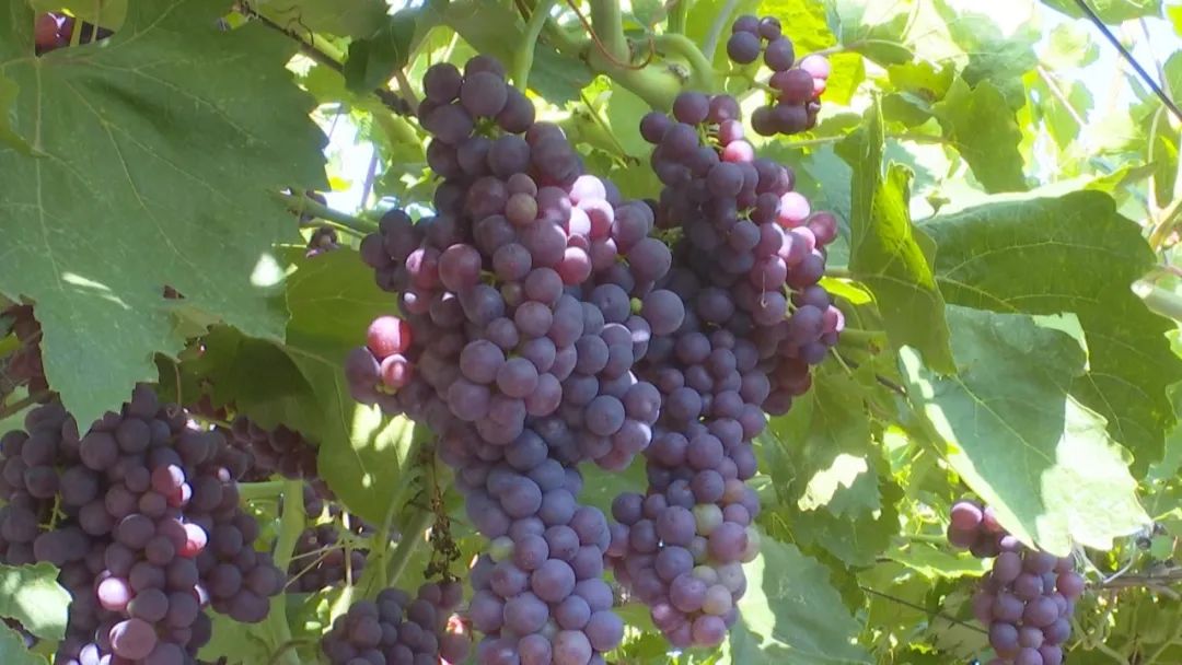 凤凰桥树莓采摘,春天到树莓采摘