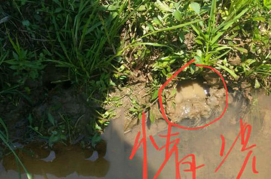 钓黄鳝怎么找洞,钓黄鳝找石头洞的技巧