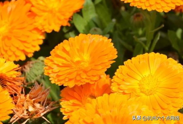 花园草药箱最重要成员，这些你不知道的事