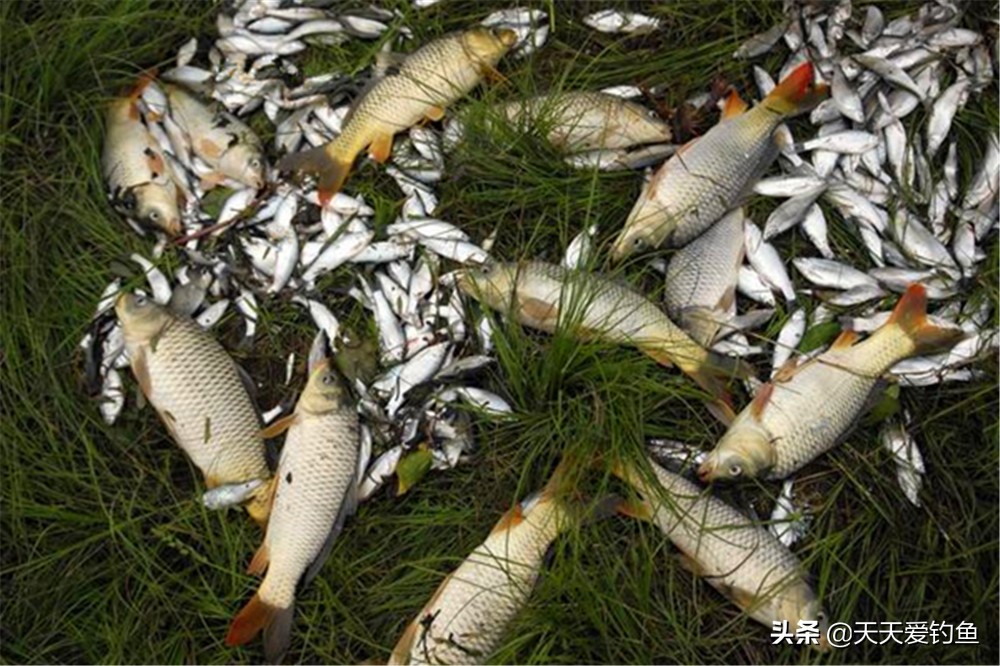 野钓在鱼很少的地方需要打窝吗,野钓怎么寻找鱼窝位置