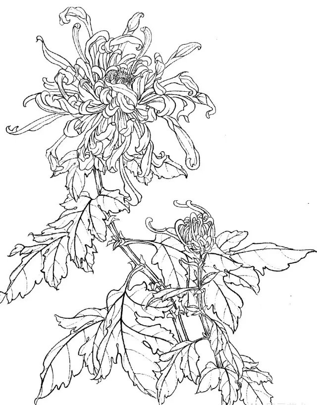 如何画菊花小写意步骤,菊花各种姿态写意画法