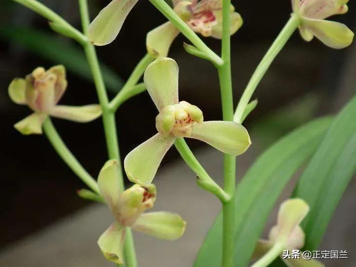 为什么兰花被称为国兰,为什么兰花又叫国兰